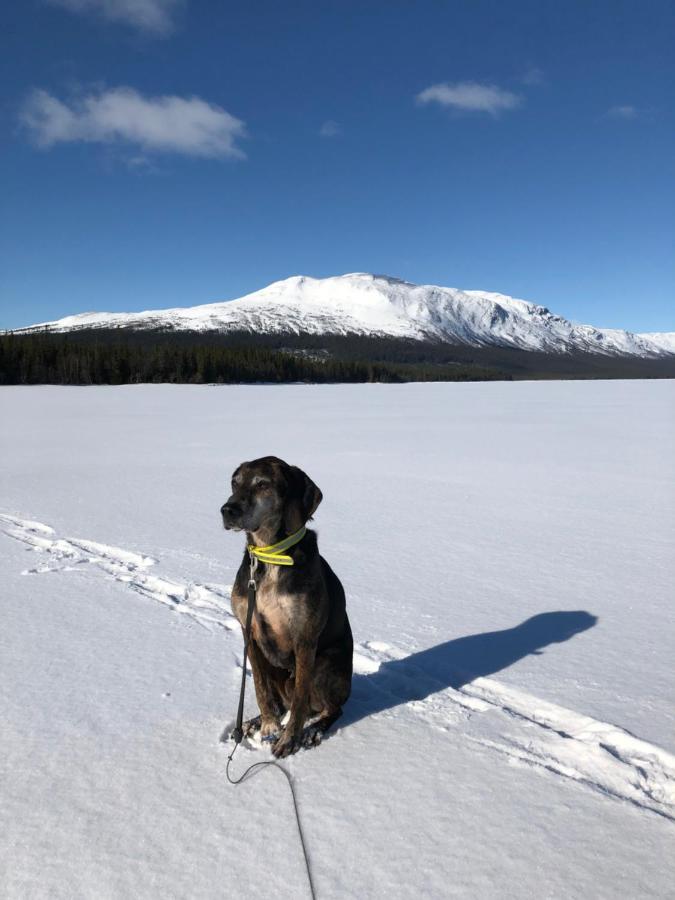 Valagardens Vaerdshus Och Camping Ab Vålådalen Екстериор снимка